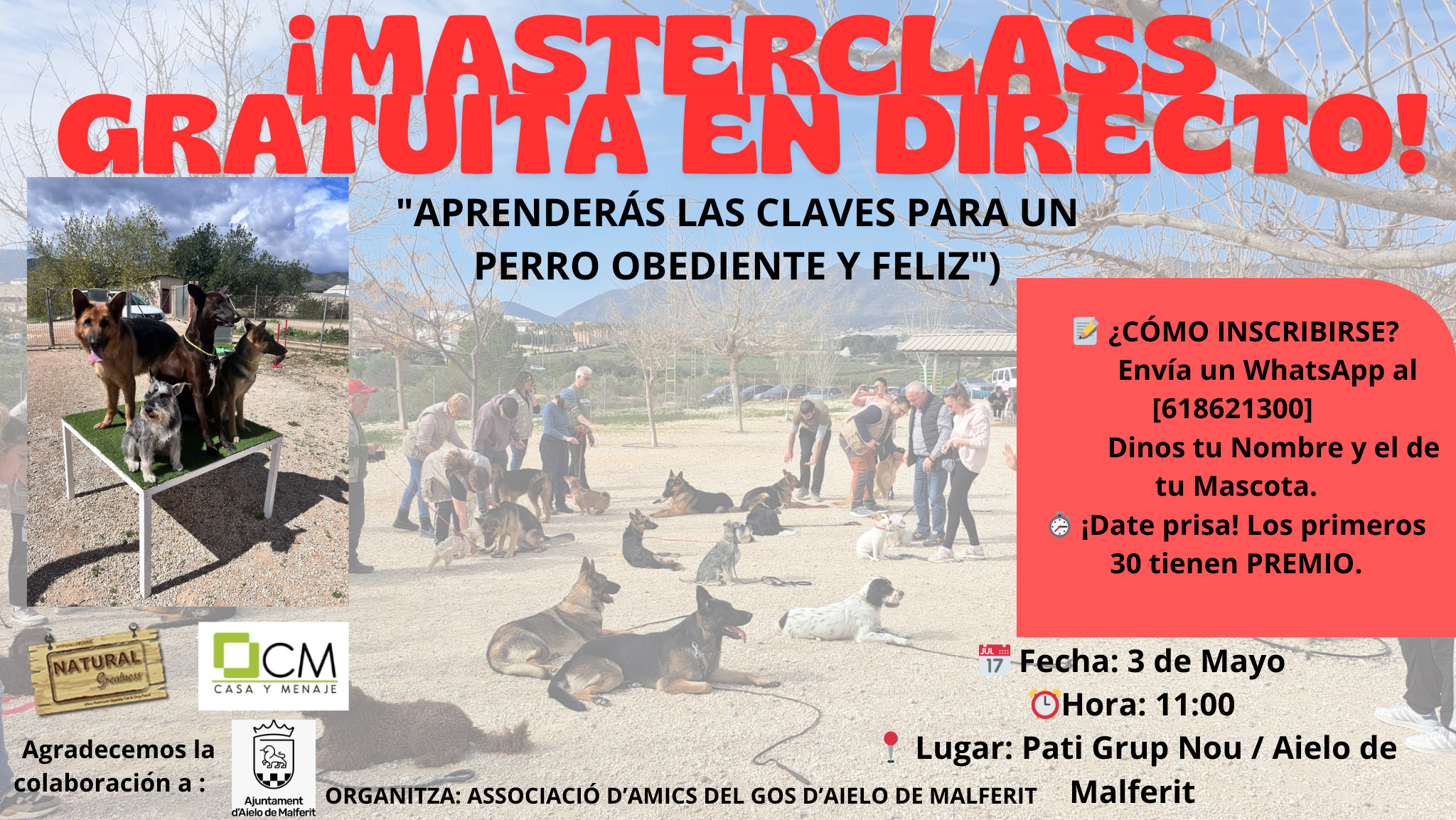 Masterclass gratuïta d'obediència canina