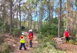 Continuen els treballs de les brigades forestals al terme municipal d'Aielo de Malferit 