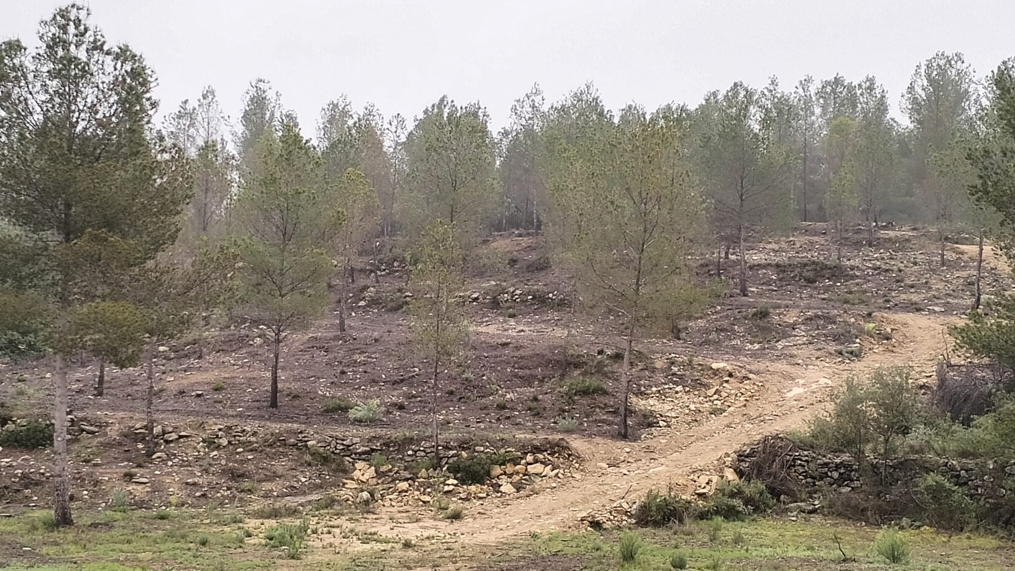 Aielo de Malferit rep una subvenció de 44.451’89 euros per a la gestió forestal sostenible i la prevenció d'incendis